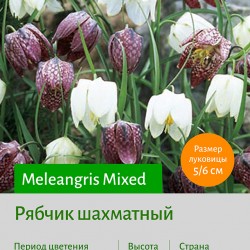  Рябчик (Fritillaria) Meleangris Mixed